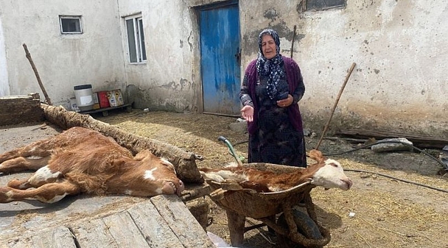Kısa zaman da 70 buzağı öldü, inceleme başlatıldı
