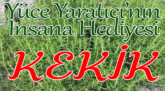 Kekik Nedir, Faydaları Nelerdir?