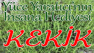 Kekik Nedir, Faydaları Nelerdir? 