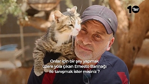 Suriye'de Bir Kedi Köyü