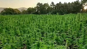 Bakan Yerlikaya duyurdu: 16 milyon kök kenevir bitkisi ele geçirildi