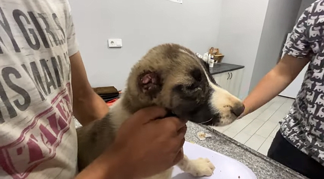 "İtlaf Edilsin" Kampanyasına Rağmen "Merhamet" Harekâtı