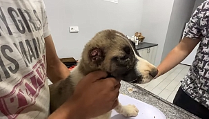 "İtlaf Edilsin" Kampanyasına Rağmen "Merhamet" Harekâtı