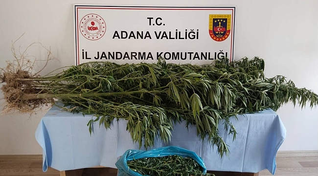 Adana Jandarma Ekipleri Esrar ve Kenevir Ele Geçirdi 