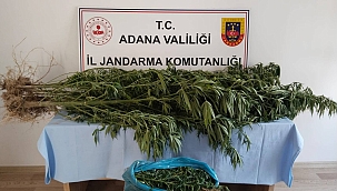 Adana Jandarma Ekipleri Esrar ve Kenevir Ele Geçirdi 