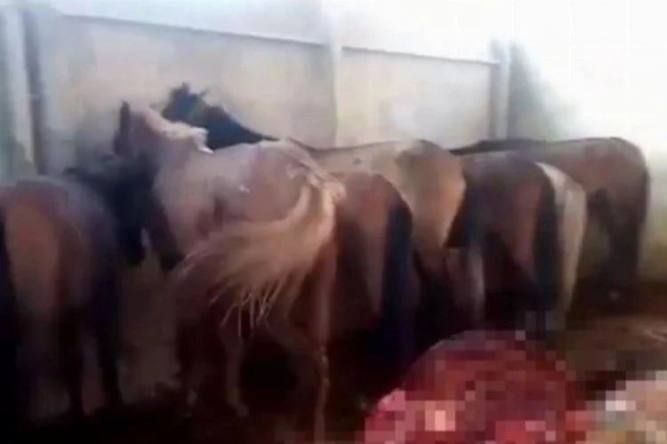 Yüreğir'de At ve Eşek Kesimi Yapanlara Parasal Ceza 