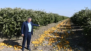 Ayhan Barut, bahçelerde limon yere dökülüyor, üretici ağaçları kesmek zorunda kalıyor