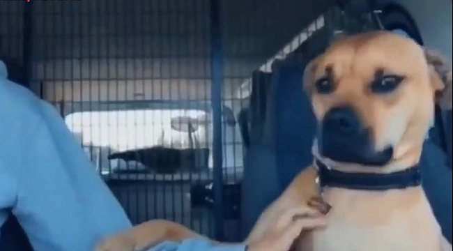 Barınaktan yeni sahiplenilen köpeğin sahibine yaptıkları milyonları ağlattı: 'Elini bir an bile bırakmadı'