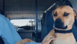 Barınaktan yeni sahiplenilen köpeğin sahibine yaptıkları milyonları ağlattı: 'Elini bir an bile bırakmadı'