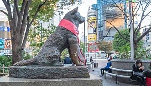 Bir Sadakat Örneği: HACHIKO