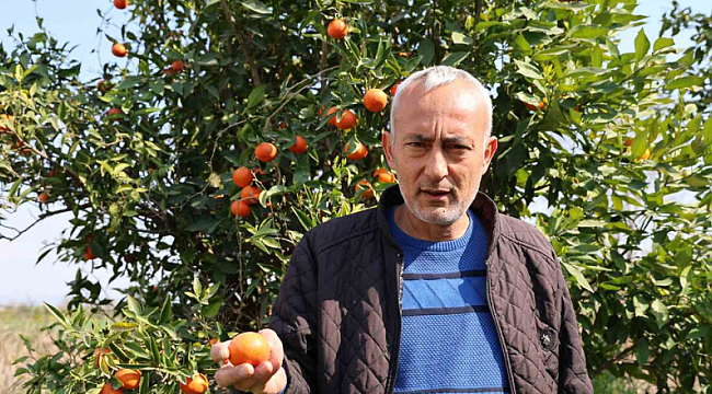 Adana'da para etmeyen narenciye bahçede kaldı 