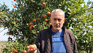 Adana'da para etmeyen narenciye bahçede kaldı 