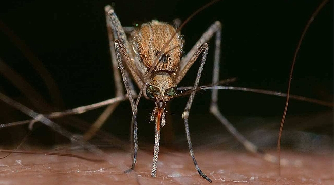 Adanalıları bekleyen sinek tehlikesi 