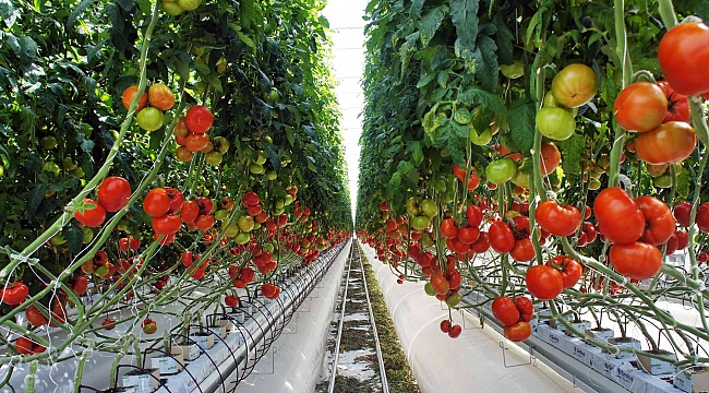 KARATAŞ TARIMA DAYALI İHTİSAS (SERA) ORGANİZE SANAYİ BÖLGESİNİN ALTYAPI YAPIM İŞİ İHALESİ GERÇEKLEŞTİRİLİYOR 