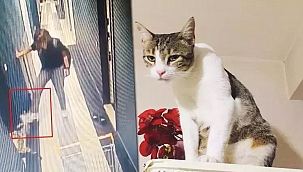 Kediyi tekmeleyerek dördüncü kattan atmıştı... 3 yıla kadar hapsi istendi
