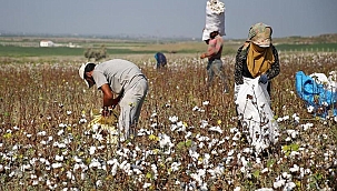 Sıcak hava pamukta rekolteyi düşürdü 