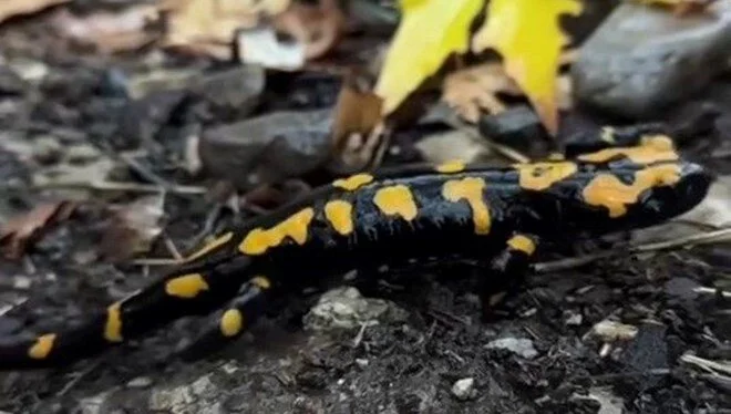 Adana'da Nesli Tükenmekte Olan "Sarı Benekli Semender" Görüldü
