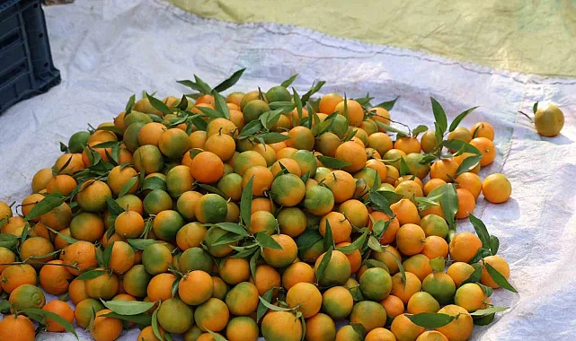 Kozan'da Şeker Mandalinada Hasat Başladı, Üretici Yüzü Güldü