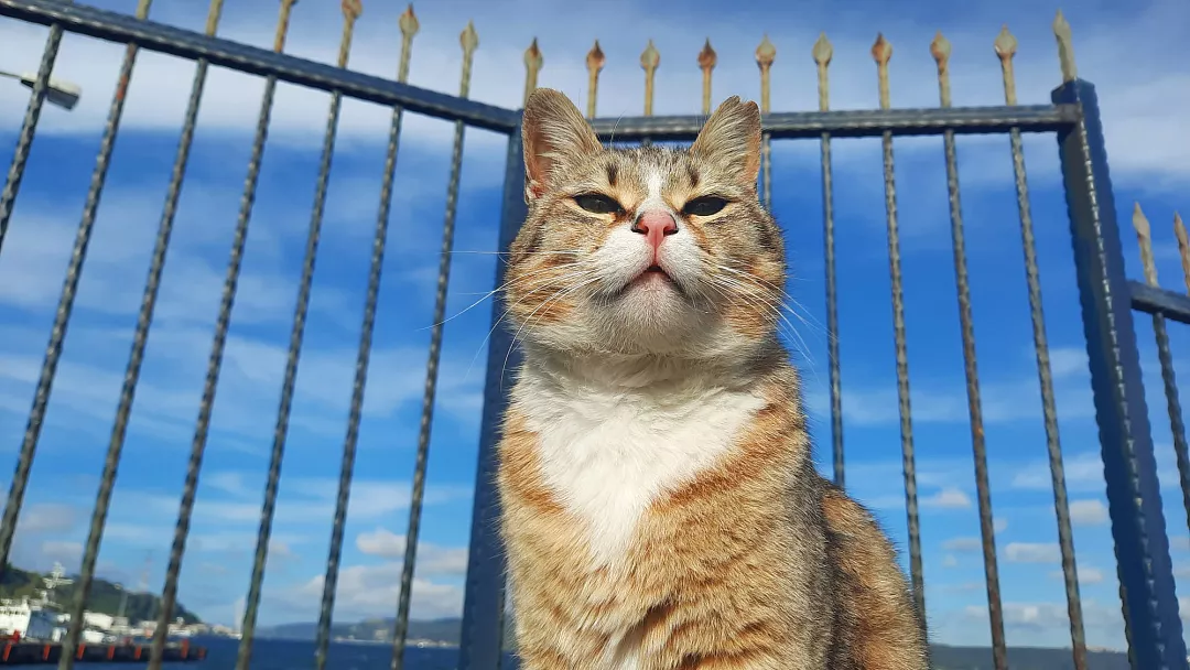 Türkiye'nin kedileri dünya gündeminde: 'Bu yakınlık büyüleyici'