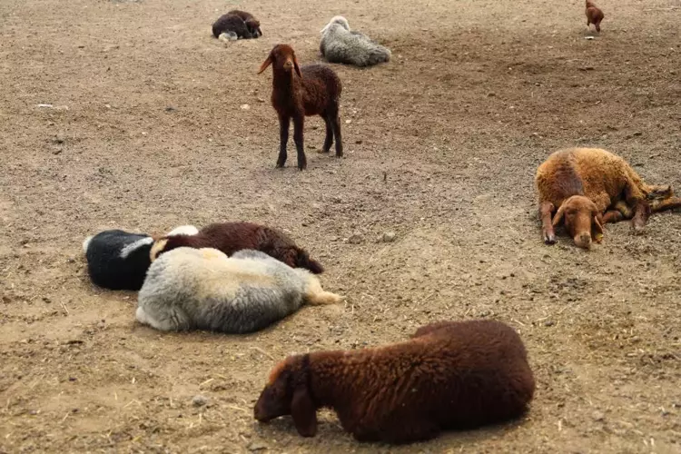 Adana'da 77 hayvan birden yere yığıldı! Çoban gerçeği itiraf etti: Nefret edebilir ama böyle bir katliam yapılmaz!