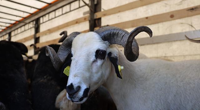 Kurban Hakkında Bilinmesi Gerekenler 