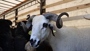 Kurban Hakkında Bilinmesi Gerekenler 