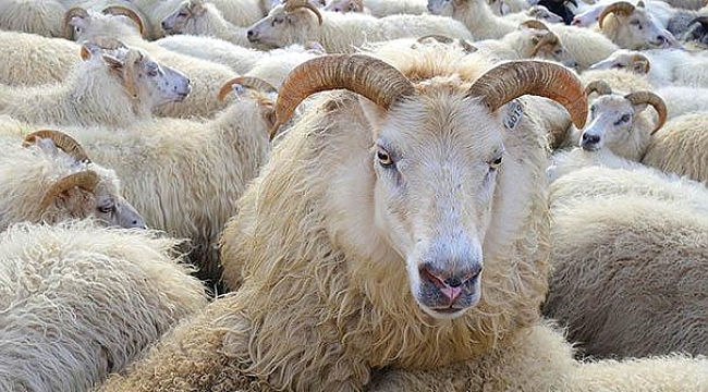 Kurbanın dinî dayanağı nedir? 