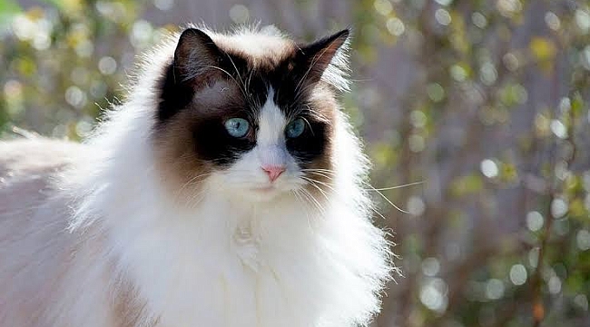 Kediler... Kediler... Kediler...