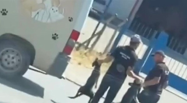 Sahipsiz Hayvanlara Eziyet İddiası: Görevli Personel Açığa Alındı