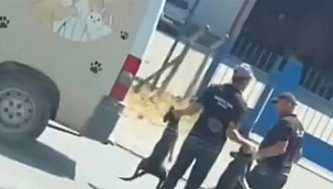 Sahipsiz Hayvanlara Eziyet İddiası: Görevli Personel Açığa Alındı