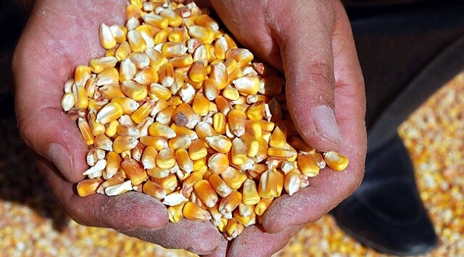 Sıfır gümrükle 500 bin ton mısır ithalat kararına çiftçiden 6 soru 