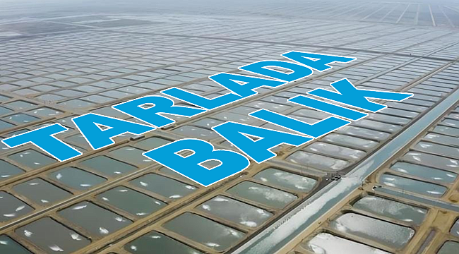 ADANA'DA TARLADAN BALIK FIŞKIRACAK, BİNLERCE KİŞİYE İSTİHDAM SAĞLANACAK