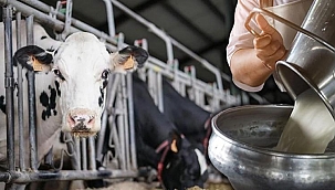 Süt Üreticisi Yoksa Siz de Yoksunuz!
