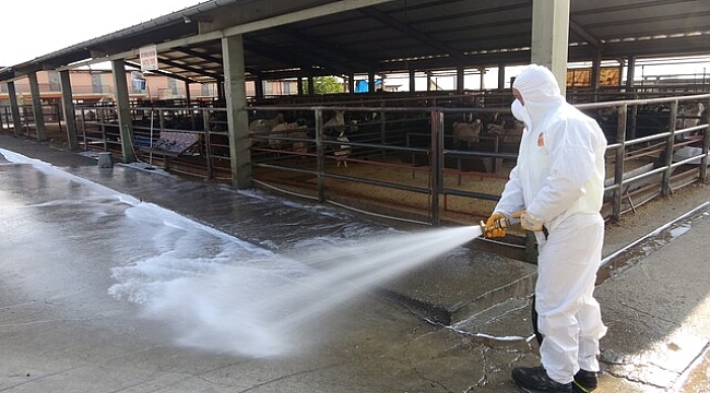 Adana Çiftçiler Birliği: Şap mağduru üreticiye acil destek gerekiyor 