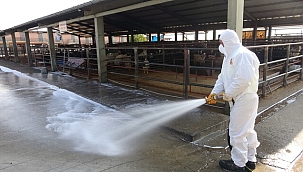 Adana Çiftçiler Birliği: Şap mağduru üreticiye acil destek gerekiyor 