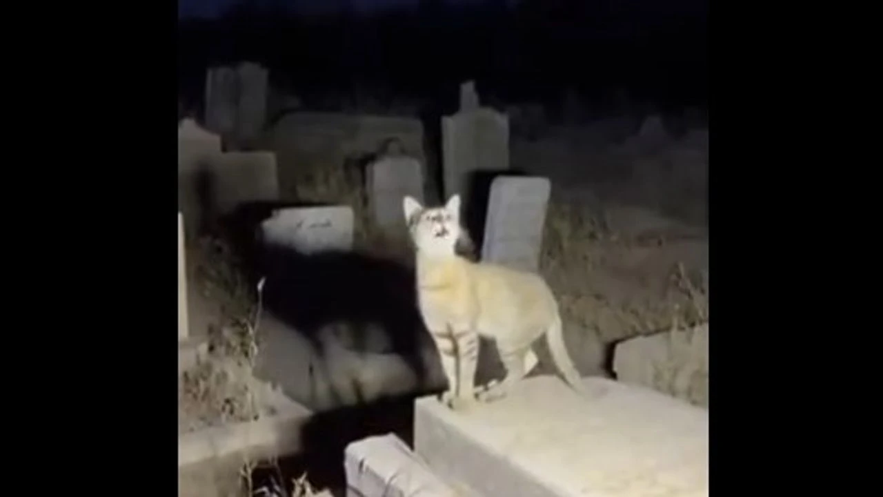 Bu Kez Kediye "Allahu Ekber" Dedirttiler!