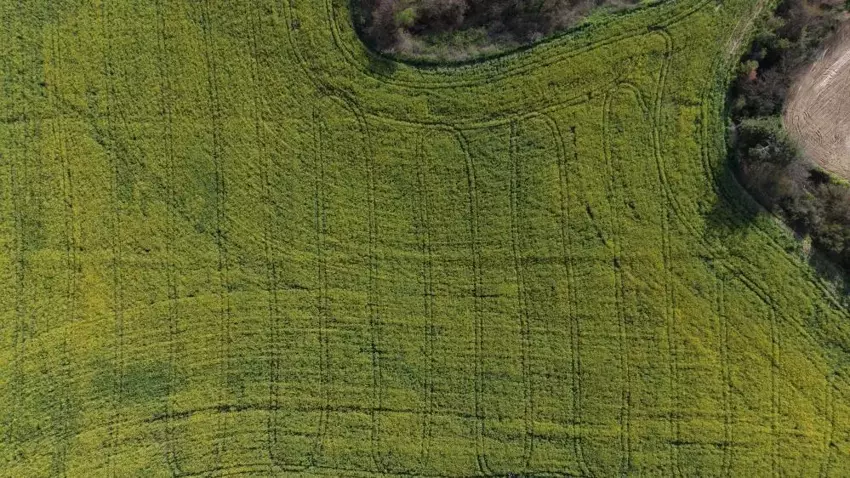 Adana'nın yeni altını: İlk kez ekildi, verim rekoru kırıldı: %75 hibe desteği meyvelerini verdi 